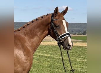 Poni alemán, Caballo castrado, 3 años, 155 cm, Alazán