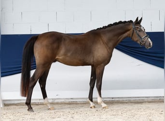 Poni alemán, Caballo castrado, 3 años, 155 cm, Bayo