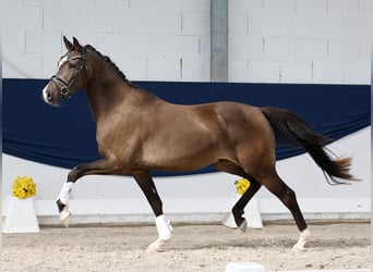 Poni alemán, Caballo castrado, 3 años, 155 cm, Bayo