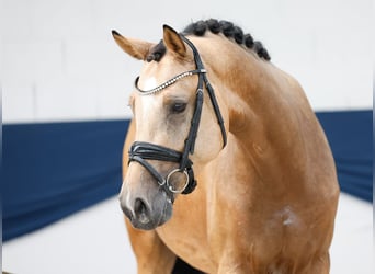 Poni alemán, Caballo castrado, 3 años, 155 cm, Bayo