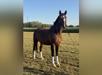 Poni alemán, Caballo castrado, 3 años, 155 cm, Castaño