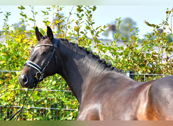 Poni alemán, Caballo castrado, 3 años, 155 cm, Castaño oscuro