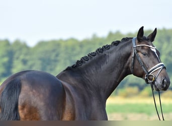 Poni alemán, Caballo castrado, 3 años, 155 cm, Castaño oscuro