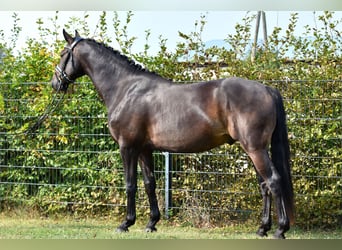 Poni alemán, Caballo castrado, 3 años, 155 cm, Castaño oscuro