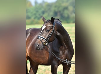 Poni alemán, Caballo castrado, 3 años, 155 cm, Castaño oscuro