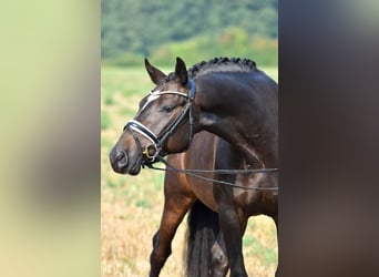 Poni alemán, Caballo castrado, 3 años, 155 cm, Castaño oscuro