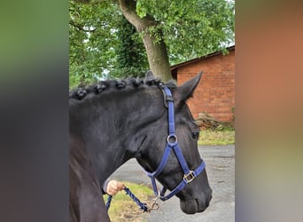 Poni alemán, Caballo castrado, 3 años, 157 cm, Morcillo
