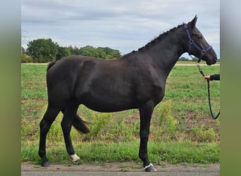 Poni alemán, Caballo castrado, 3 años, 157 cm, Morcillo