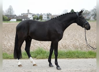 Poni alemán, Caballo castrado, 3 años, 157 cm, Negro