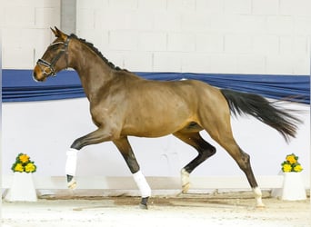 Poni alemán, Caballo castrado, 3 años, 158 cm, Castaño