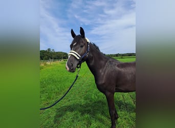 Poni alemán, Caballo castrado, 3 años, 158 cm, Negro