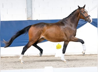 Poni alemán, Caballo castrado, 3 años, 164 cm, Castaño