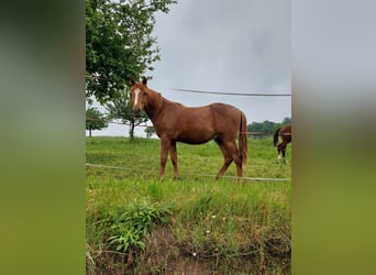Poni alemán, Caballo castrado, 3 años, Alazán