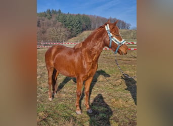 Poni alemán, Caballo castrado, 3 años, Alazán