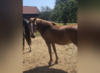 Poni alemán, Caballo castrado, 3 años, Alazán