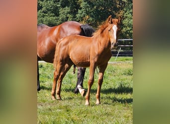 Poni alemán, Caballo castrado, 3 años, Alazán