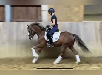 Poni alemán, Caballo castrado, 3 años, Alazán-tostado