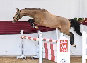 Poni alemán, Caballo castrado, 3 años, Buckskin/Bayo