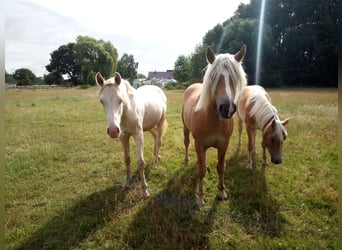 Poni alemán, Caballo castrado, 3 años