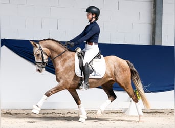 Poni alemán, Caballo castrado, 3 años, Palomino