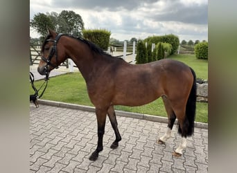 Poni alemán, Caballo castrado, 4 años, 135 cm, Castaño