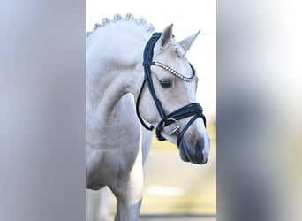 Poni alemán, Caballo castrado, 4 años, 138 cm, Palomino