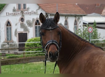 Poni alemán, Caballo castrado, 4 años, 141 cm, Buckskin/Bayo