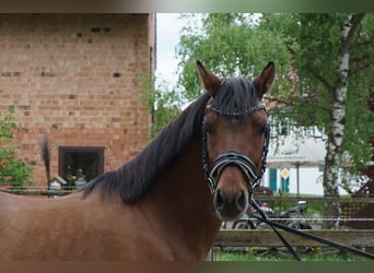 Poni alemán, Caballo castrado, 4 años, 141 cm, Buckskin/Bayo