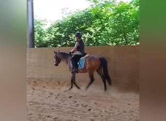 Poni alemán, Caballo castrado, 4 años, 143 cm, Buckskin/Bayo