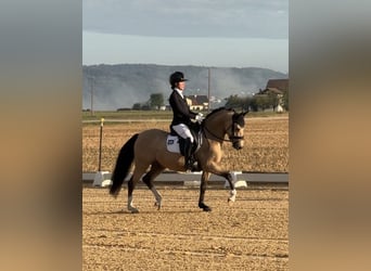 Poni alemán, Caballo castrado, 4 años, 143 cm, Buckskin/Bayo