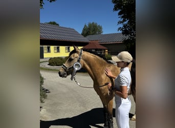 Poni alemán, Caballo castrado, 4 años, 143 cm, Buckskin/Bayo