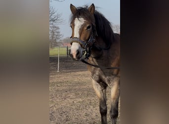 Poni alemán Mestizo, Caballo castrado, 4 años, 143 cm, Castaño