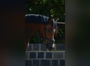 Poni alemán, Caballo castrado, 4 años, 143 cm, Castaño