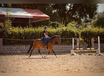 Poni alemán, Caballo castrado, 4 años, 143 cm, Castaño