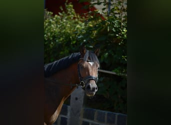 Poni alemán, Caballo castrado, 4 años, 143 cm, Castaño