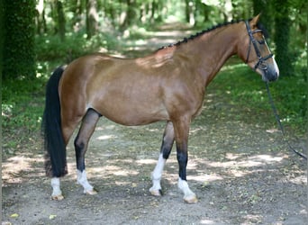Poni alemán, Caballo castrado, 4 años, 143 cm, Castaño