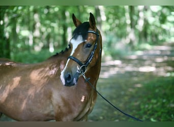Poni alemán, Caballo castrado, 4 años, 143 cm, Castaño