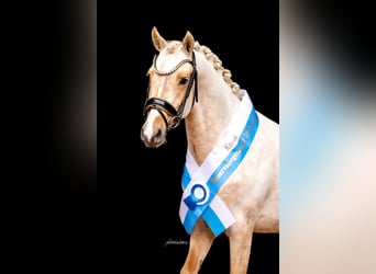 Poni alemán, Caballo castrado, 4 años, 143 cm, Palomino