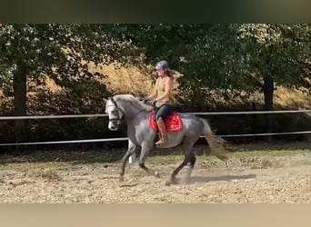 Poni alemán, Caballo castrado, 4 años, 143 cm, Tordo rodado