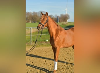 Poni alemán, Caballo castrado, 4 años, 144 cm, Alazán