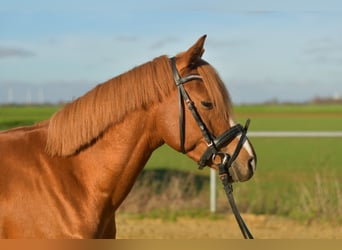 Poni alemán, Caballo castrado, 4 años, 144 cm, Alazán