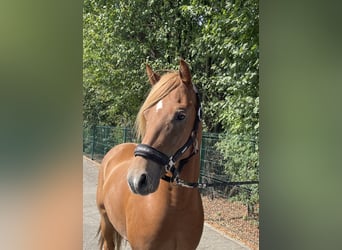 Poni alemán, Caballo castrado, 4 años, 144 cm, Alazán