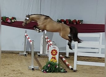 Poni alemán, Caballo castrado, 4 años, 144 cm, Bayo
