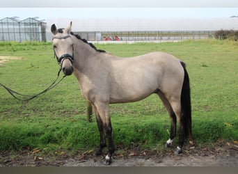 Poni alemán, Caballo castrado, 4 años, 144 cm, Buckskin/Bayo