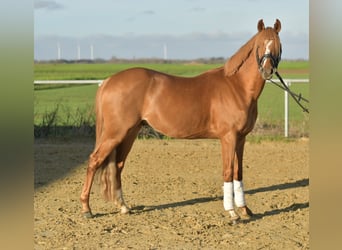 Poni alemán, Caballo castrado, 4 años, 144 cm