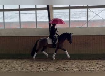 Poni alemán, Caballo castrado, 4 años, 144 cm, Castaño
