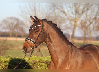 Poni alemán, Caballo castrado, 4 años, 144 cm, Castaño