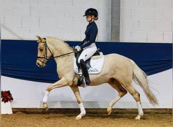 Poni alemán, Caballo castrado, 4 años, 144 cm, Palomino