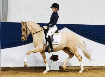 Poni alemán, Caballo castrado, 4 años, 144 cm, Palomino