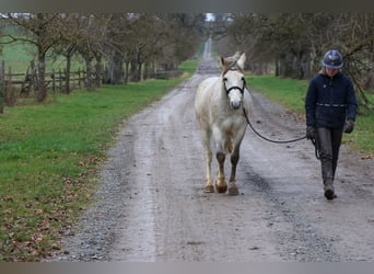 Poni alemán, Caballo castrado, 4 años, 144 cm, Tordo